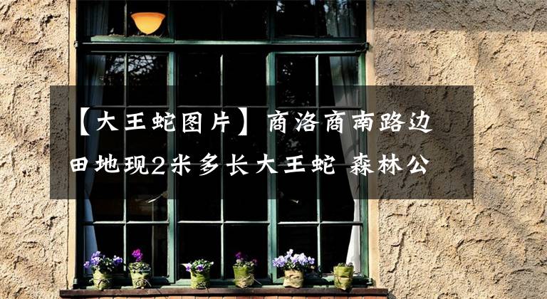 【大王蛇图片】商洛商南路边田地现2米多长大王蛇 森林公安民警将其放生