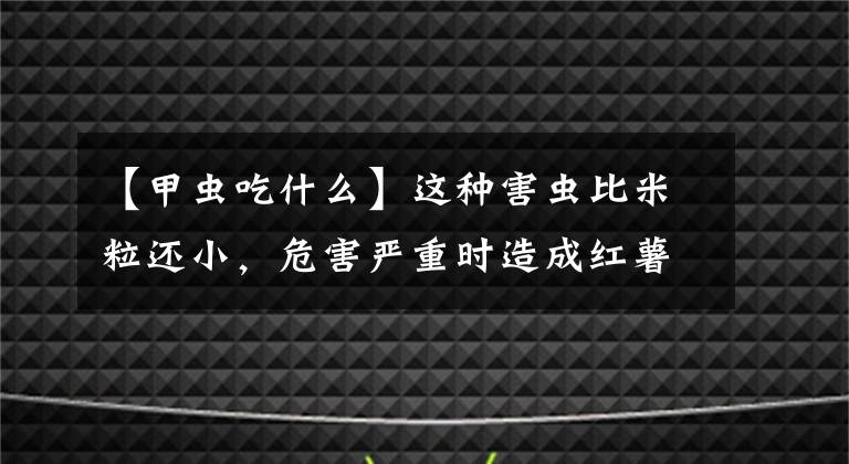 【甲虫吃什么】这种害虫比米粒还小，危害严重时造成红薯绝收，牢记这些防治重点