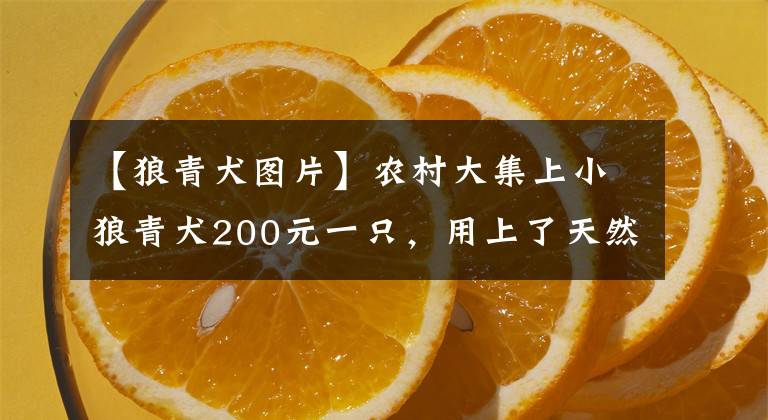 【狼青犬图片】农村大集上小狼青犬200元一只，用上了天然气取暖，难得享受冬闲