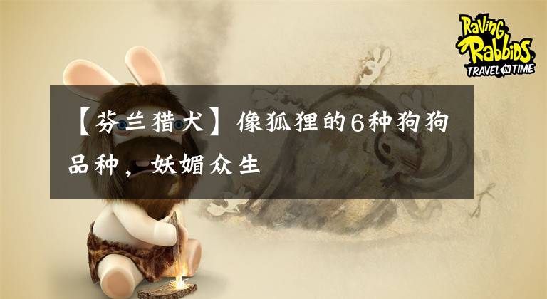 【芬兰猎犬】像狐狸的6种狗狗品种，妖媚众生