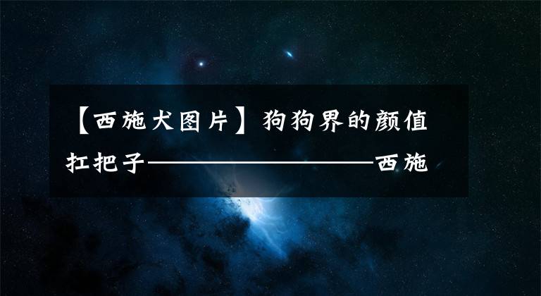 【西施犬图片】狗狗界的颜值扛把子————————西施犬如何挑选