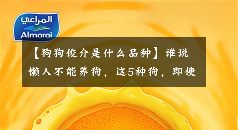 【狗狗俊介是什么品种】谁说懒人不能养狗，这5种狗，即使你再懒也能养得很好