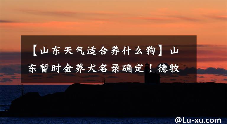 【山东天气适合养什么狗】山东暂时金养犬名录确定！德牧比特等50种狗不能养