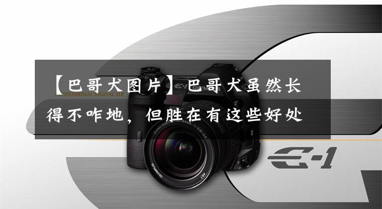【巴哥犬图片】巴哥犬虽然长得不咋地，但胜在有这些好处，养的人捡到宝了