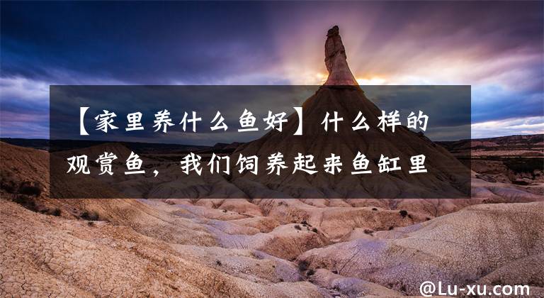 【家里养什么鱼好】什么样的观赏鱼，我们饲养起来鱼缸里会比较的干净？