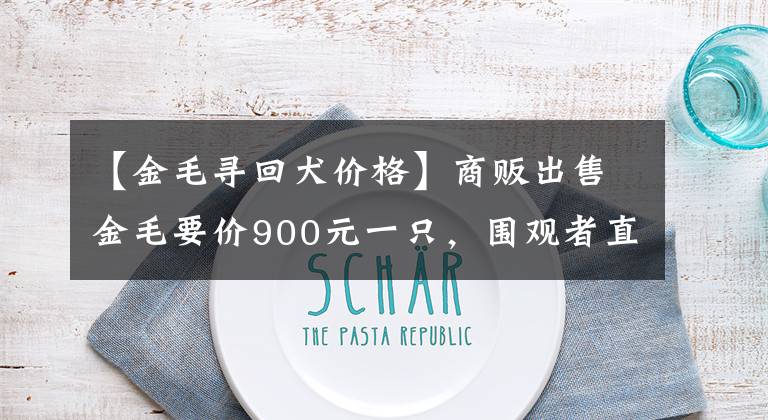 【金毛寻回犬价格】商贩出售金毛要价900元一只，围观者直言“有些狮子大开口”！