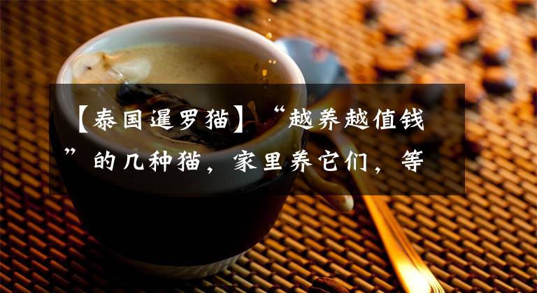 【泰国暹罗猫】“越养越值钱”的几种猫，家里养它们，等同于投资
