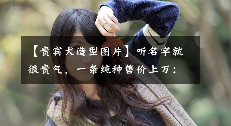 【贵宾犬造型图片】听名字就很贵气，一条纯种售价上万：贵宾犬贵在哪？