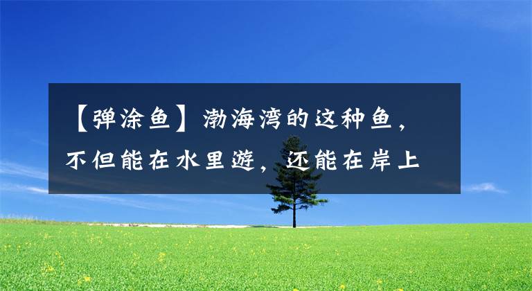 【弹涂鱼】渤海湾的这种鱼，不但能在水里游，还能在岸上跑