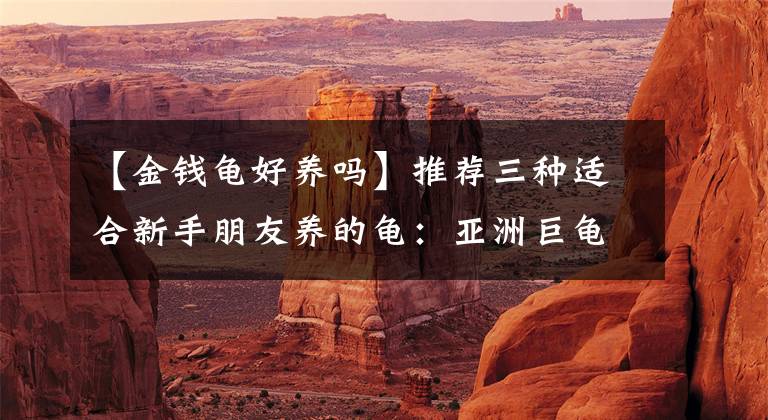 【金钱龟好养吗】推荐三种适合新手朋友养的龟：亚洲巨龟、石金钱龟、火焰龟