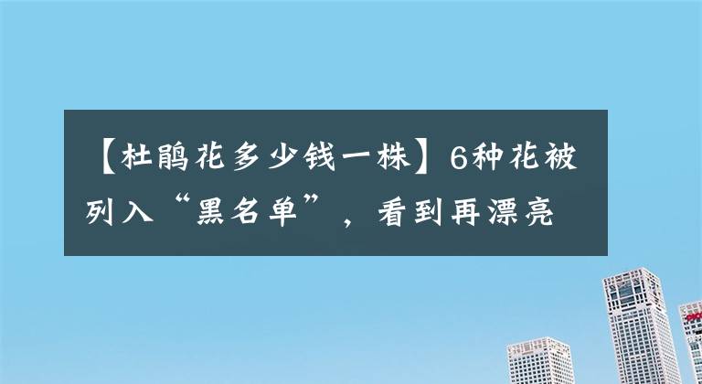 【杜鹃花多少钱一株】6种花被列入“黑名单”，看到再漂亮也别买，因为家庭条件不合适