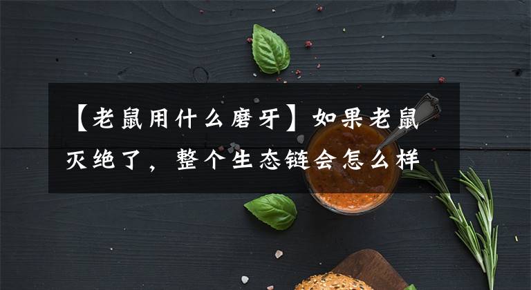【老鼠用什么磨牙】如果老鼠灭绝了，整个生态链会怎么样？