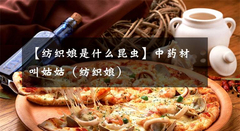 【纺织娘是什么昆虫】中药材叫姑姑（纺织娘）