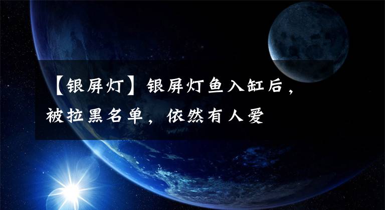 【银屏灯】银屏灯鱼入缸后，被拉黑名单，依然有人爱