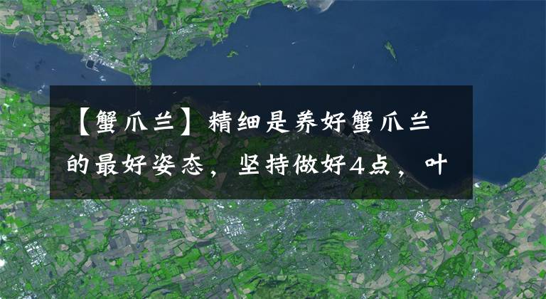 【蟹爪兰】精细是养好蟹爪兰的最好姿态，坚持做好4点，叶子肥厚，不再烂根