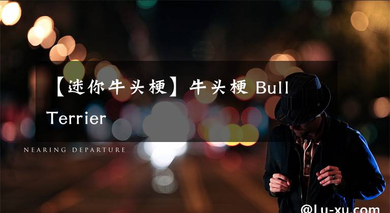 【迷你牛头梗】牛头梗 Bull Terrier