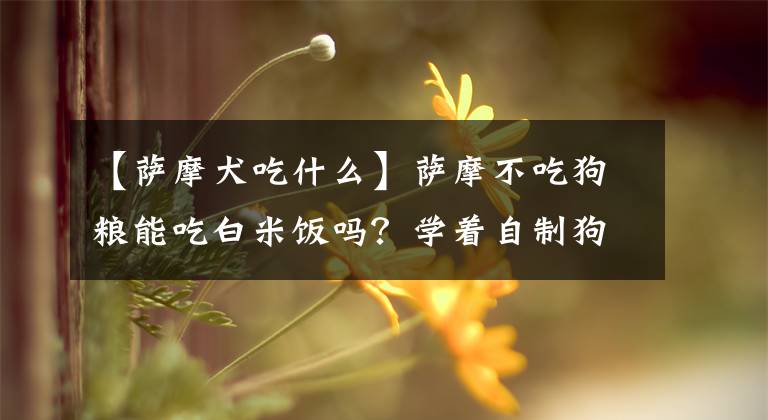 【萨摩犬吃什么】萨摩不吃狗粮能吃白米饭吗？学着自制狗粮吧，狗狗营养均衡不挑食