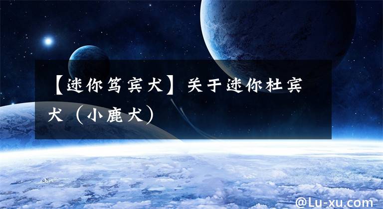 【迷你笃宾犬】关于迷你杜宾犬（小鹿犬）