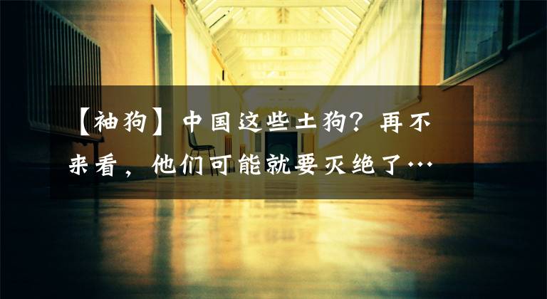 【袖狗】中国这些土狗？再不来看，他们可能就要灭绝了……