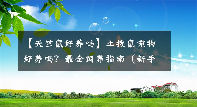 【天竺鼠好养吗】土拨鼠宠物好养吗？最全饲养指南（新手必看！）