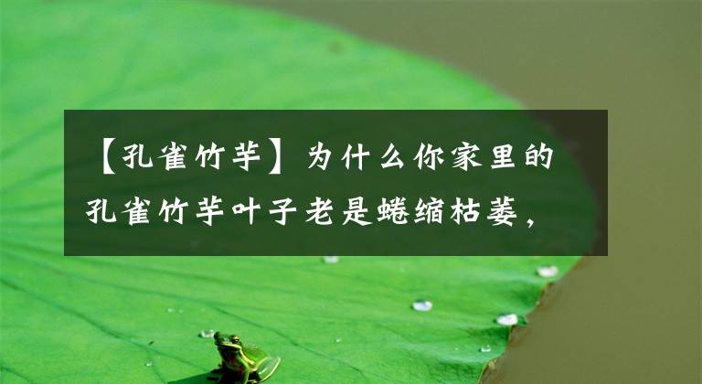 【孔雀竹芋】为什么你家里的孔雀竹芋叶子老是蜷缩枯萎，原因就只有一个