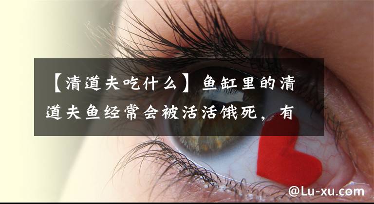 【清道夫吃什么】鱼缸里的清道夫鱼经常会被活活饿死，有什么办法可以避免呢？