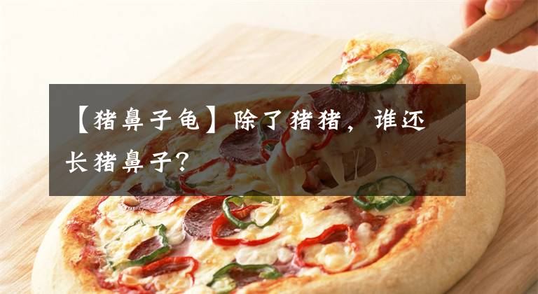【猪鼻子龟】除了猪猪，谁还长猪鼻子？