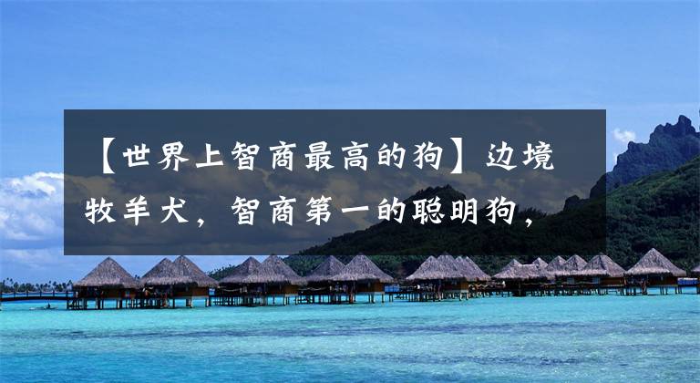 【世界上智商最高的狗】边境牧羊犬，智商第一的聪明狗，你喜欢吗
