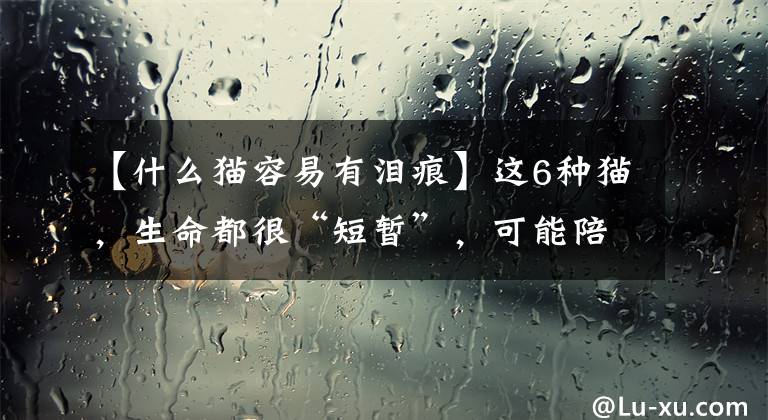 【什么猫容易有泪痕】这6种猫，生命都很“短暂”，可能陪你不够十年