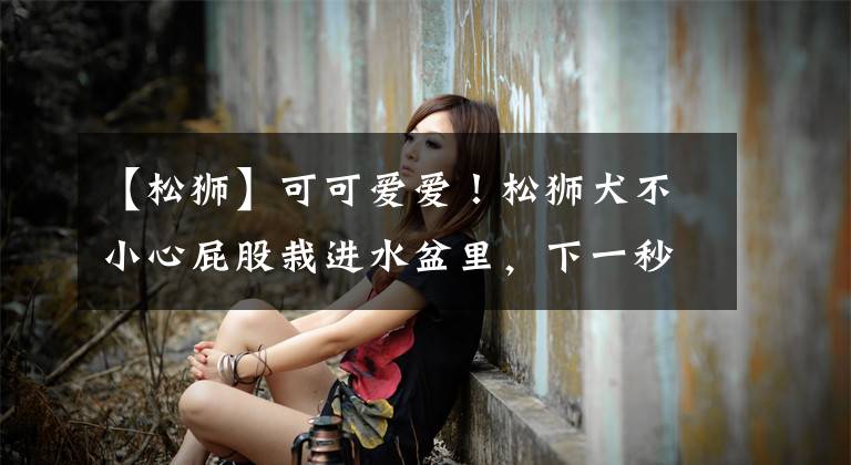 【松狮】可可爱爱！松狮犬不小心屁股栽进水盆里，下一秒的表情萌翻了