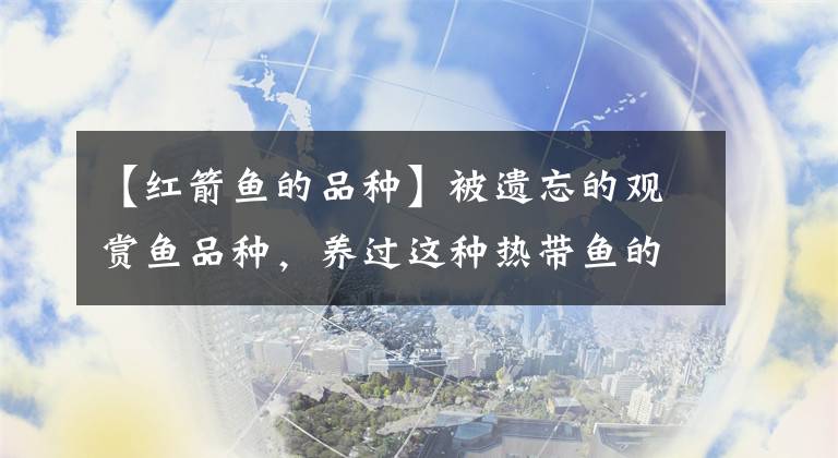 【红箭鱼的品种】被遗忘的观赏鱼品种，养过这种热带鱼的都可算资深鱼友，你养过吗