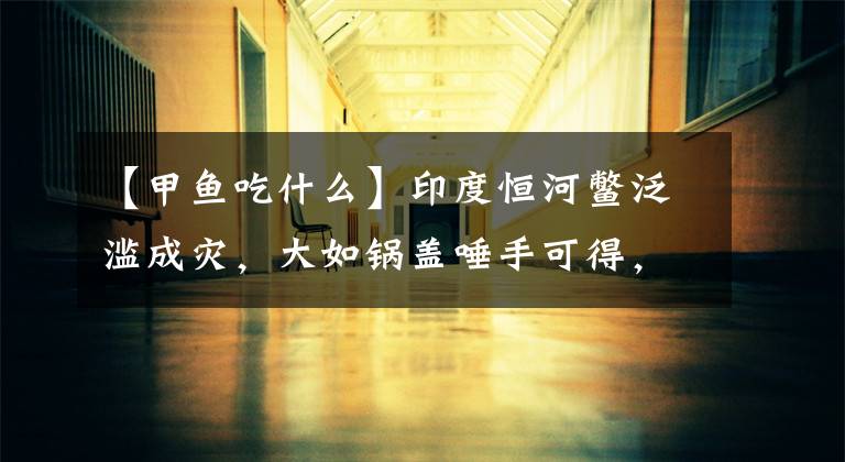 【甲鱼吃什么】印度恒河鳖泛滥成灾，大如锅盖唾手可得，为啥没人吃？