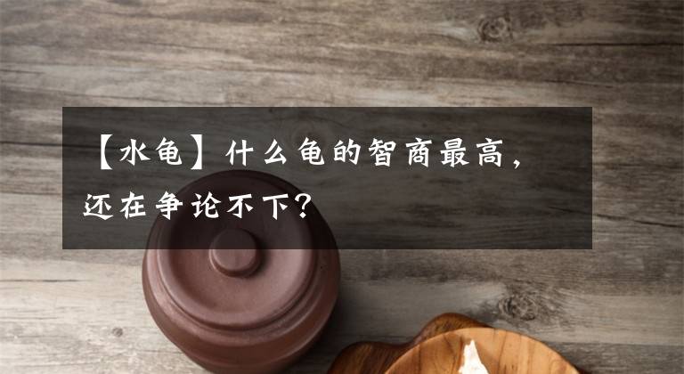 【水龟】什么龟的智商最高，还在争论不下？