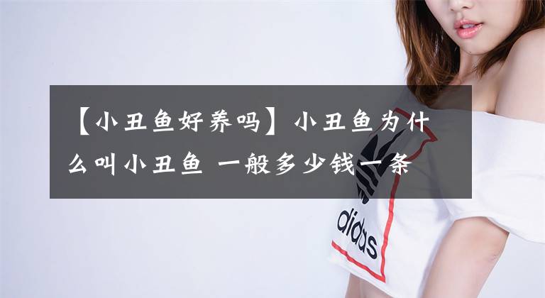 【小丑鱼好养吗】小丑鱼为什么叫小丑鱼 一般多少钱一条