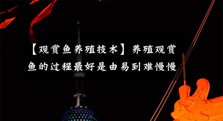 【观赏鱼养殖技术】养殖观赏鱼的过程最好是由易到难慢慢的来！