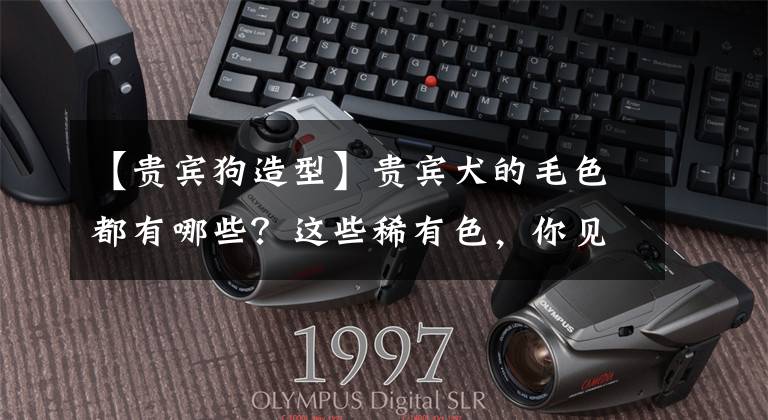 【贵宾狗造型】贵宾犬的毛色都有哪些？这些稀有色，你见过吗？