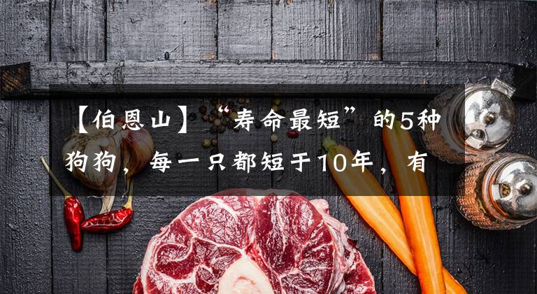 【伯恩山】“寿命最短”的5种狗狗，每一只都短于10年，有你正在养的吗？
