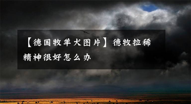 【德国牧羊犬图片】德牧拉稀精神很好怎么办