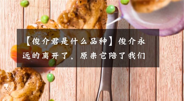 【俊介君是什么品种】俊介永远的离开了，原来它陪了我们这么久……