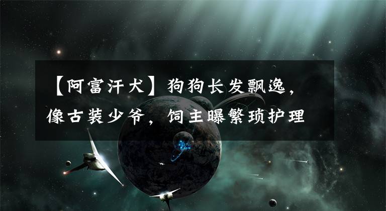 【阿富汗犬】狗狗长发飘逸，像古装少爷，饲主曝繁琐护理：家有28把梳子