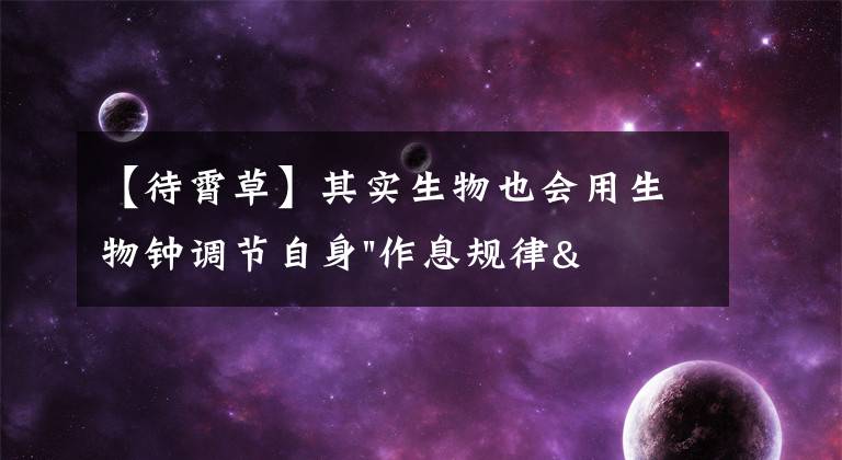 【待霄草】其实生物也会用生物钟调节自身"作息规律"