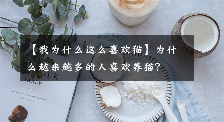 【我为什么这么喜欢猫】为什么越来越多的人喜欢养猫？