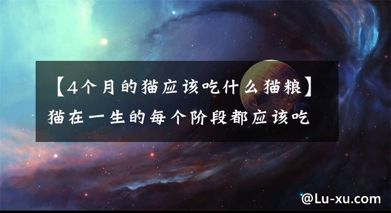 【4个月的猫应该吃什么猫粮】猫在一生的每个阶段都应该吃什么？看这篇文章就够了
