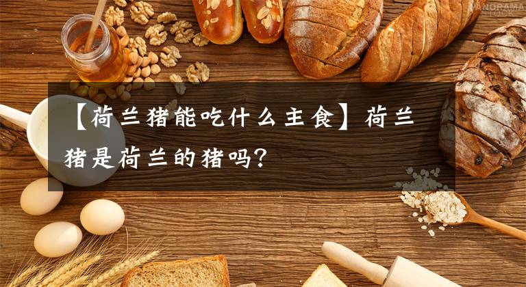 【荷兰猪能吃什么主食】荷兰猪是荷兰的猪吗？