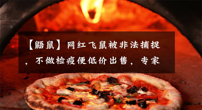 【鼯鼠】网红飞鼠被非法捕捉，不做检疫便低价出售，专家建议：危险别养！