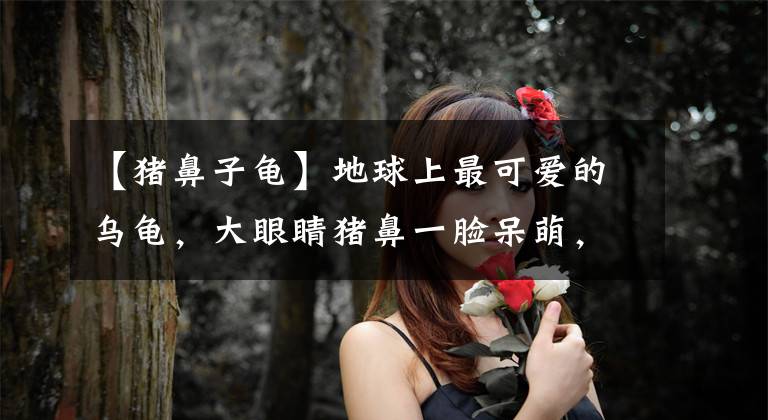 【猪鼻子龟】地球上最可爱的乌龟，大眼睛猪鼻一脸呆萌，近年身价一路飙升