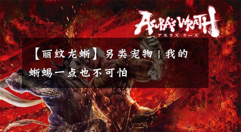 【丽纹龙蜥】另类宠物 | 我的蜥蜴一点也不可怕