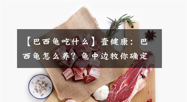 【巴西龟吃什么】壹健康：巴西龟怎么养？龟中边牧你确定不养一只嘛
