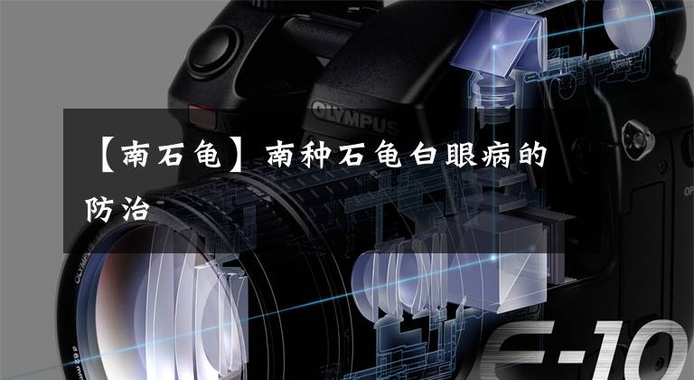 【南石龟】南种石龟白眼病的防治