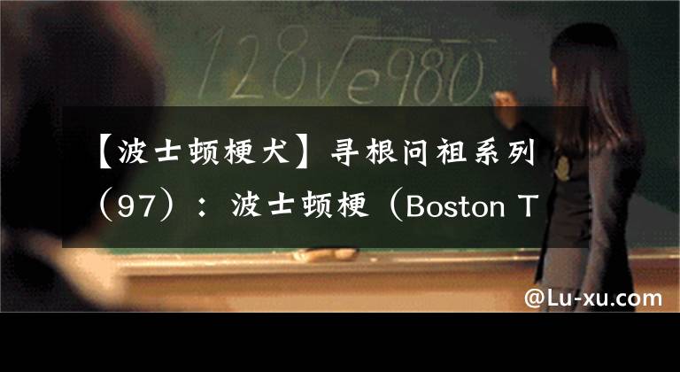 【波士顿梗犬】寻根问祖系列（97）：波士顿梗（Boston Terrier）
